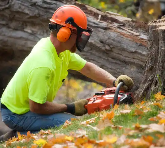 tree services Redwood